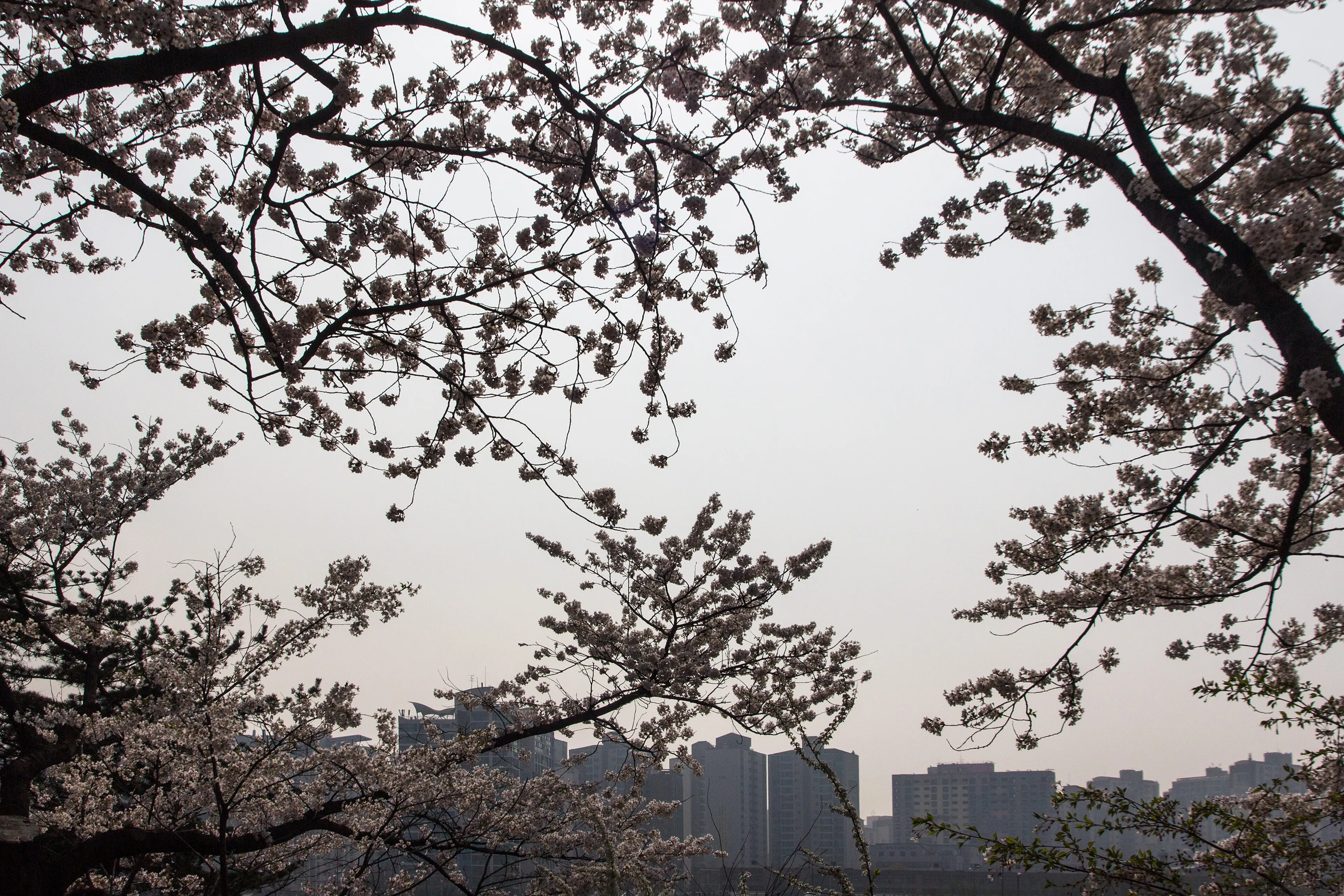 Cherry blossom in bloom over Yeouido park in Seoul